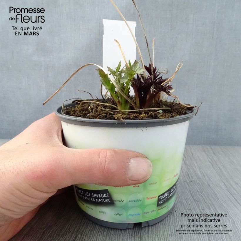 Exemplar von Echter Baldrian - Valeriana officinalis Topf mit 2L/3L wie im Frühjahr geliefert