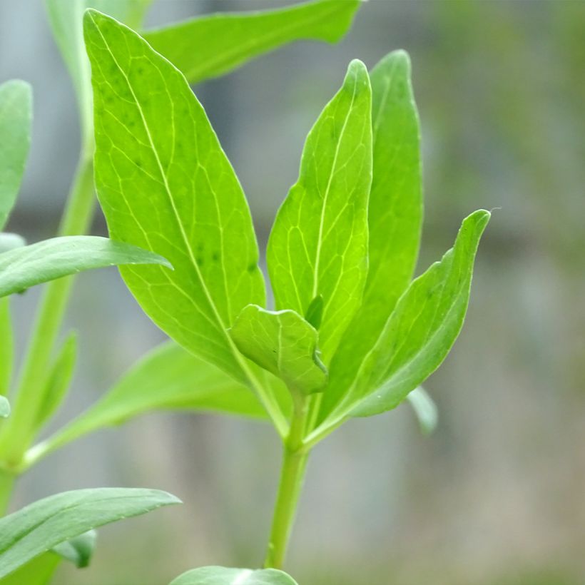 Rote Spornblume Coccineus - Centranthus ruber (Foliage)