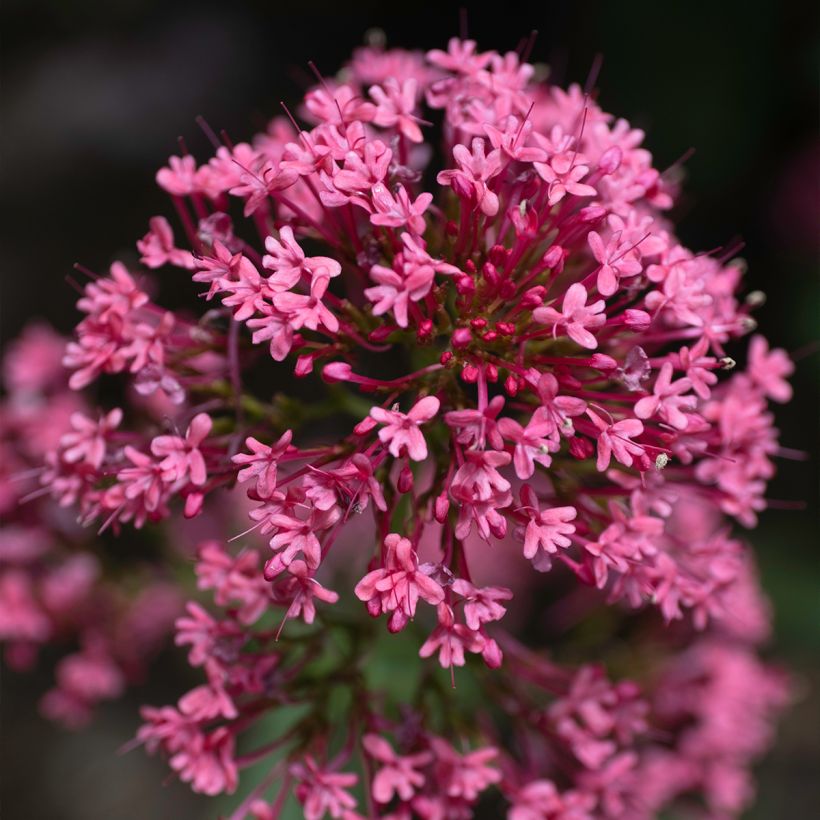 Rote Spornblume Coccineus - Centranthus ruber (Flowering)