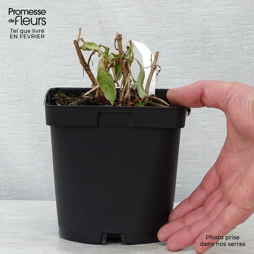 Exemplar von Rote Spornblume Coccineus - Centranthus ruber Topf mit 2L/3L wie im Winter geliefert