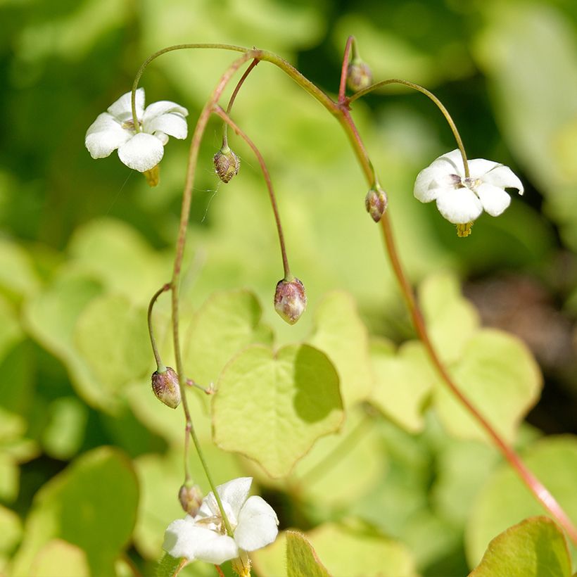 Vancouveria hexandra - Rüsselsternchen (Flowering)