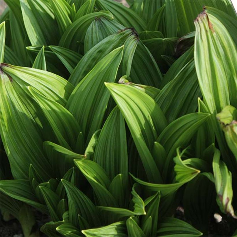 Veratrum nigrum - Schwarzer Germer (Foliage)