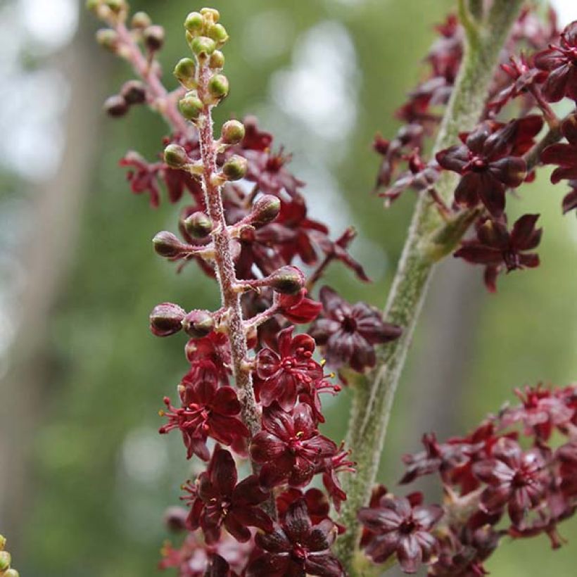 Veratrum nigrum - Schwarzer Germer (Flowering)