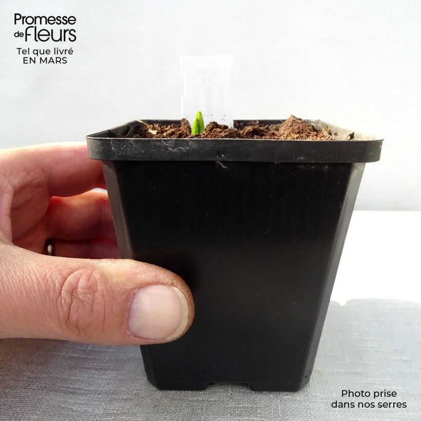 Exemplar von Veratrum nigrum - Schwarzer Germer Kleine Töpfe von 8/9 cm wie im Frühjahr geliefert