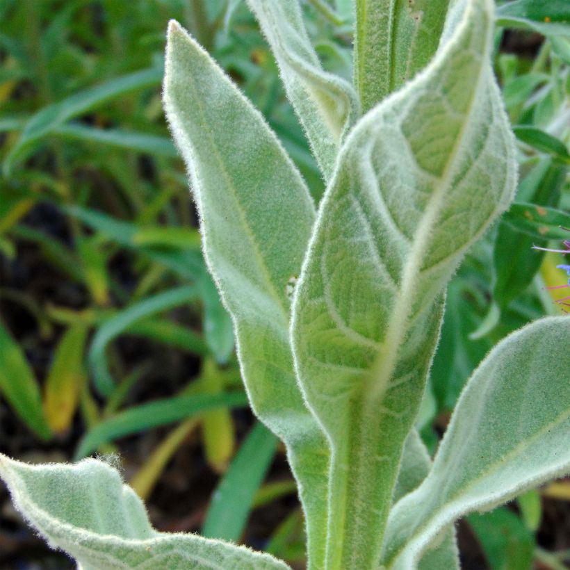 Verbascum thapsus - Kleinblütige Königskerze (Foliage)