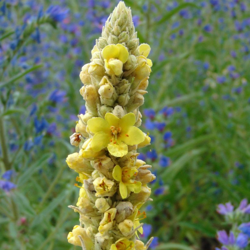 Verbascum thapsus - Kleinblütige Königskerze (Flowering)