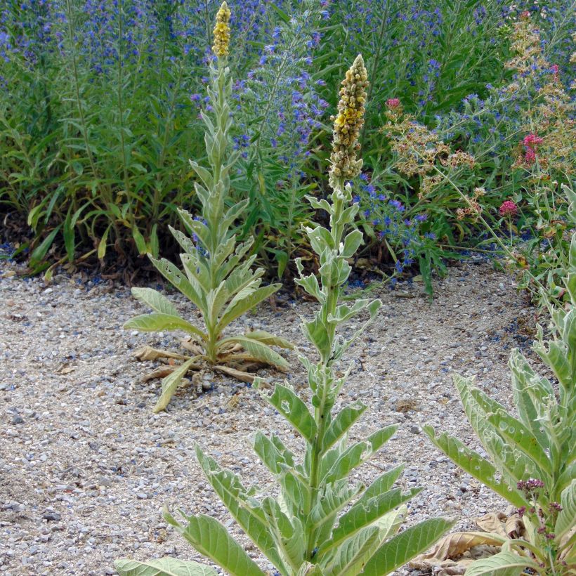Verbascum thapsus - Kleinblütige Königskerze (Plant habit)