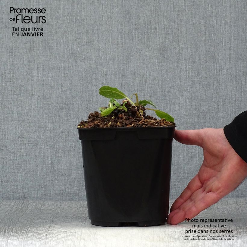 Exemplar von Verbascum Dark Eyes - Königskerze Topf mit 2L/3L wie im Winter geliefert