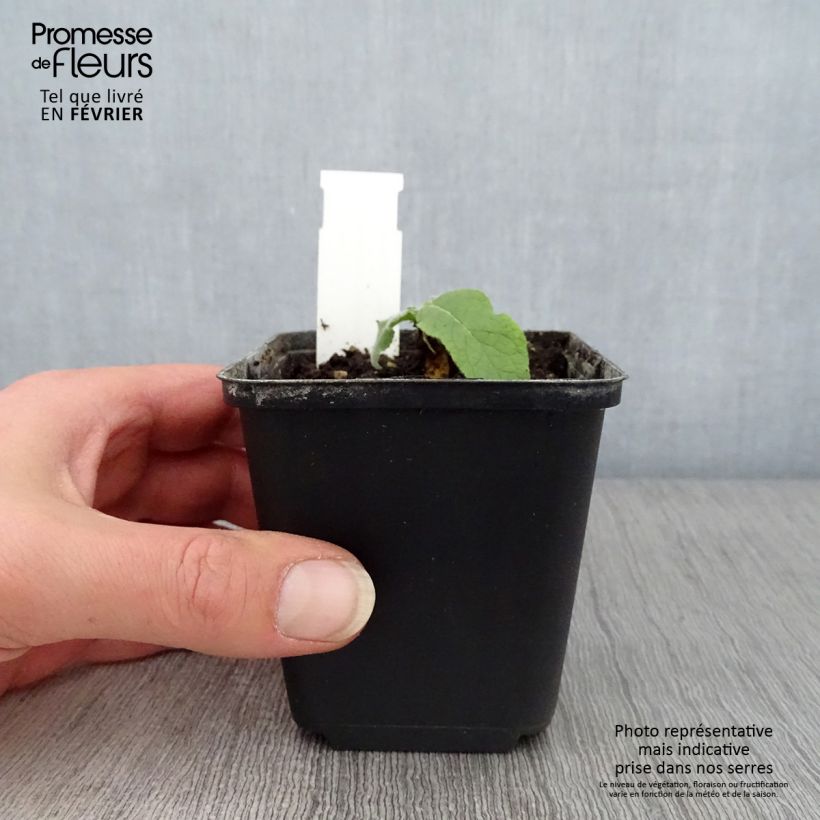 Exemplar von Verbascum Gainsborough - Königskerze Kleine Töpfe von 8/9 cm wie im Winter geliefert