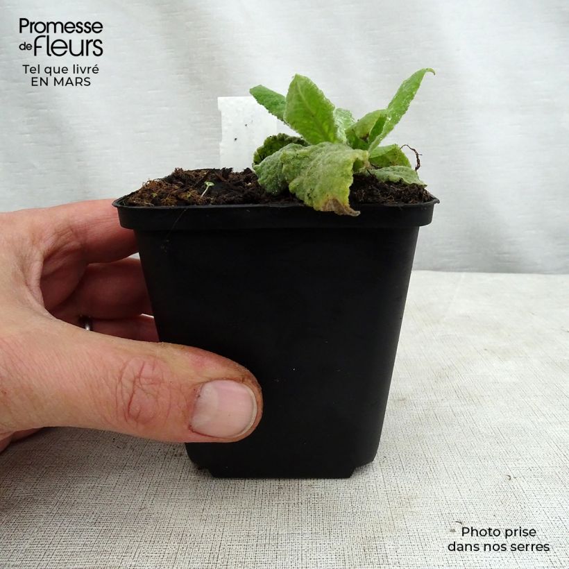 Exemplar von Verbascum Gainsborough - Königskerze Kleine Töpfe von 8/9 cm wie im Frühjahr geliefert