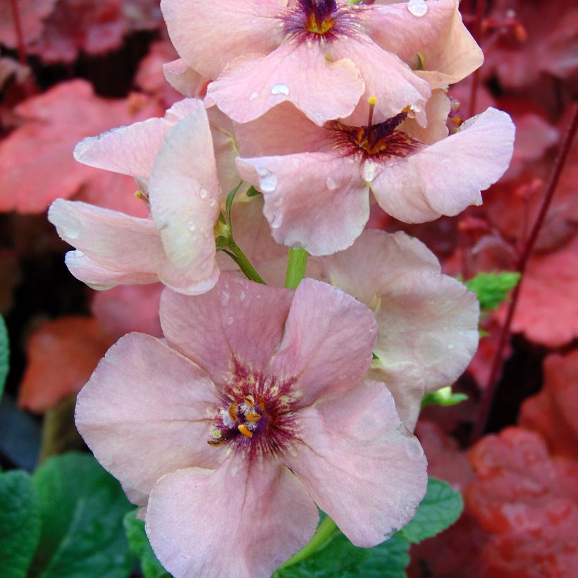 Verbascum Jackie - Königskerze (Flowering)