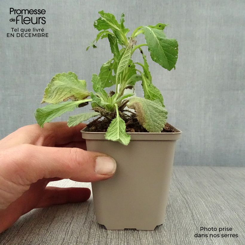 Exemplar von Verbascum Jackie - Königskerze Kleine Töpfe von 8/9 cm wie im Winter geliefert