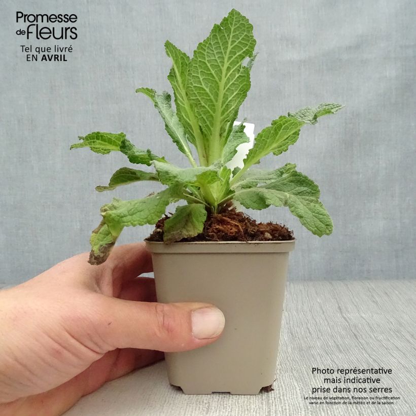 Exemplar von Verbascum Jackie - Königskerze Kleine Töpfe von 8/9 cm wie im Frühjahr geliefert