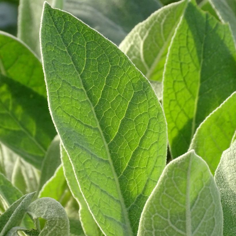 Verbascum bombyciferum Polarsommer - Seidige Königskerze (Foliage)