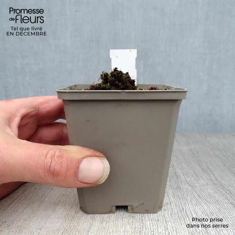 Exemplar von Verbascum Rosie - Königskerze Kleine Töpfe von 8/9 cm wie im Winter geliefert