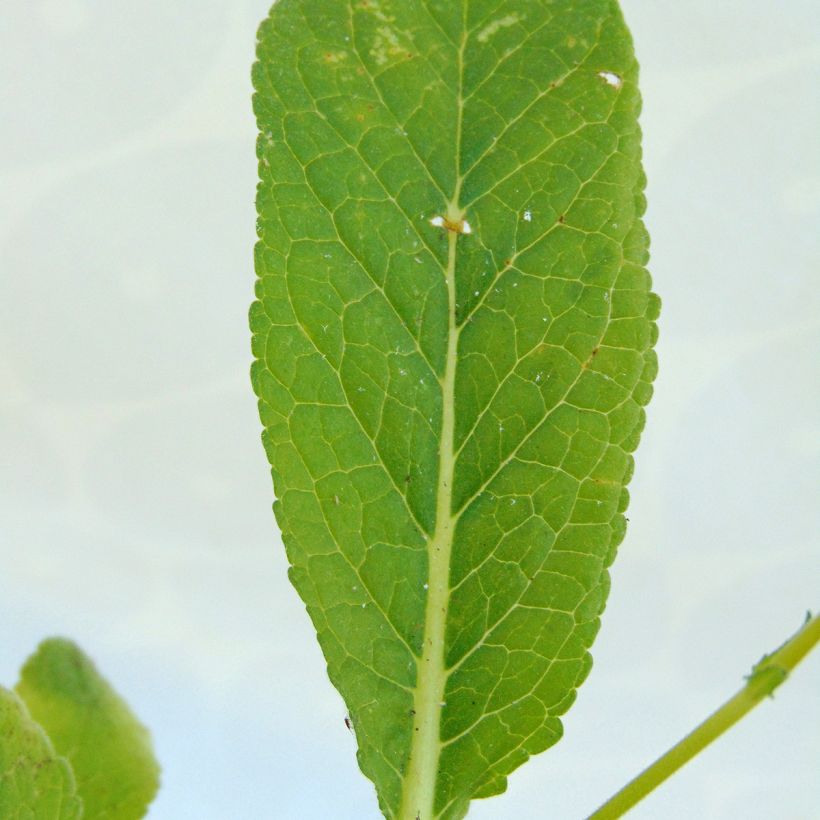 Verbascum Rosie - Königskerze (Foliage)