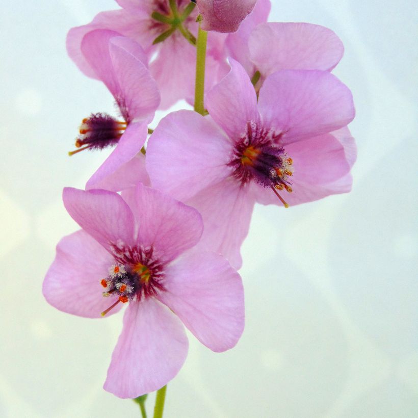 Verbascum Rosie - Königskerze (Flowering)