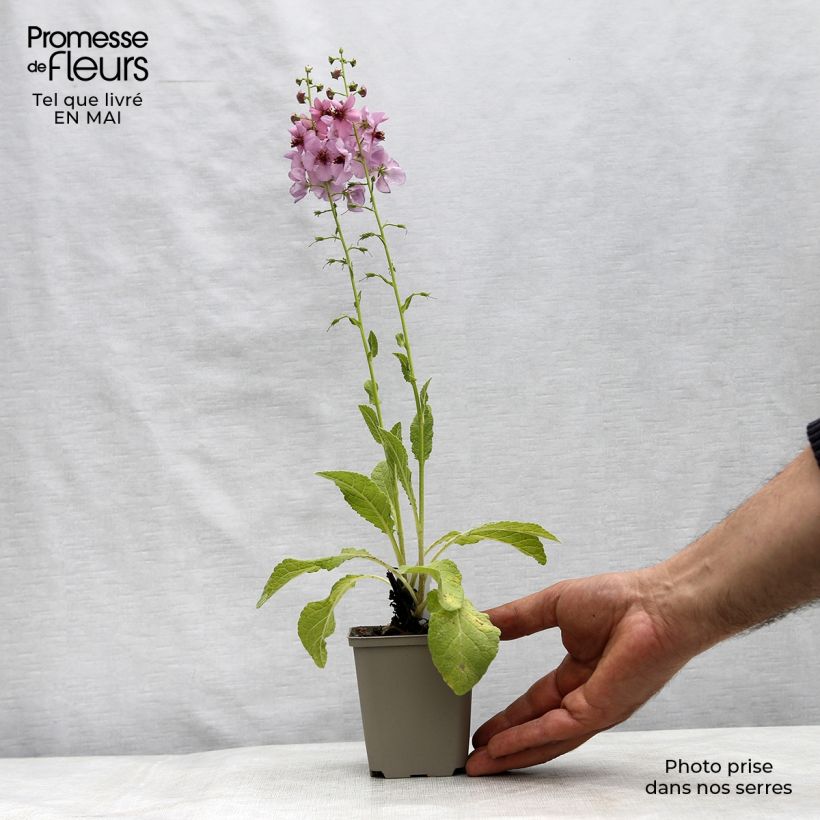 Exemplar von Verbascum Rosie - Königskerze Kleine Töpfe von 8/9 cm wie im Frühjahr geliefert
