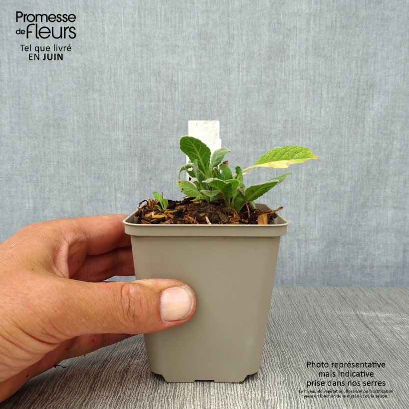 Example of Verbascum Rosie - Königskerze Kleine Töpfe von 8/9 cm as you get in ete