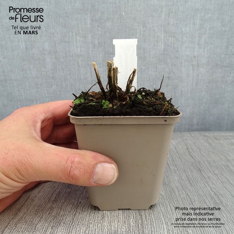 Exemplar von Verbascum Royalty - Königskerze Kleine Töpfe von 8/9 cm wie im Winter geliefert