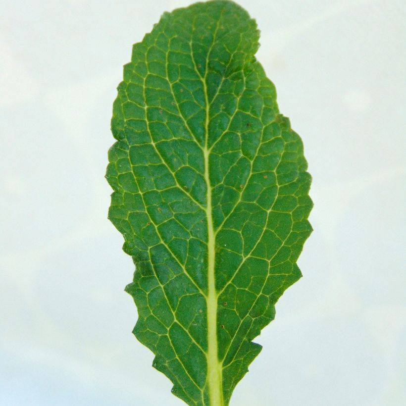 Verbascum Sugar Plum - Königskerze (Foliage)