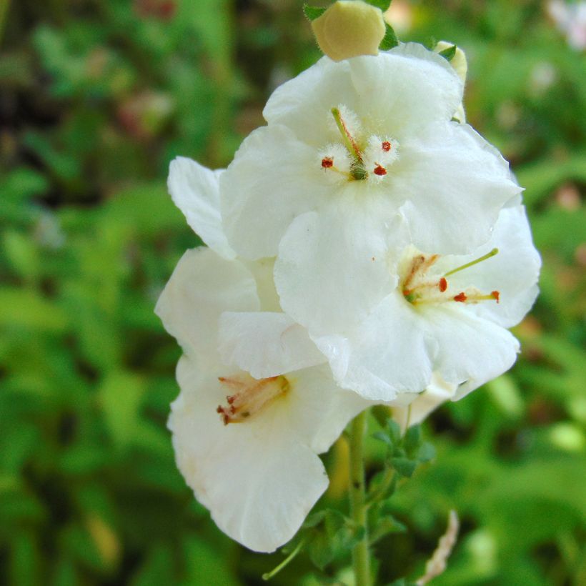 Verbascum chaixii White Domino - Österreichische Königskerze (Flowering)