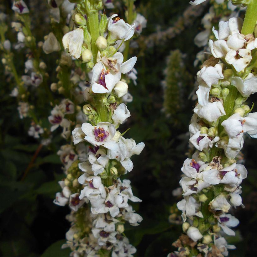 Verbascum chaixii Album - Österreichische Königskerze (Flowering)