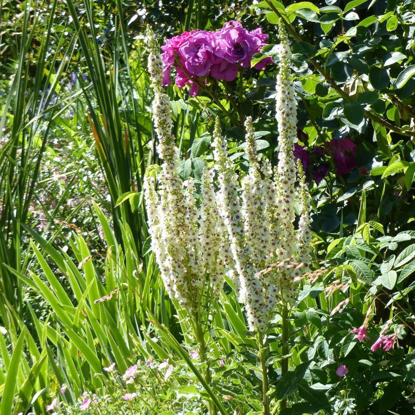 Verbascum chaixii Album - Österreichische Königskerze (Plant habit)