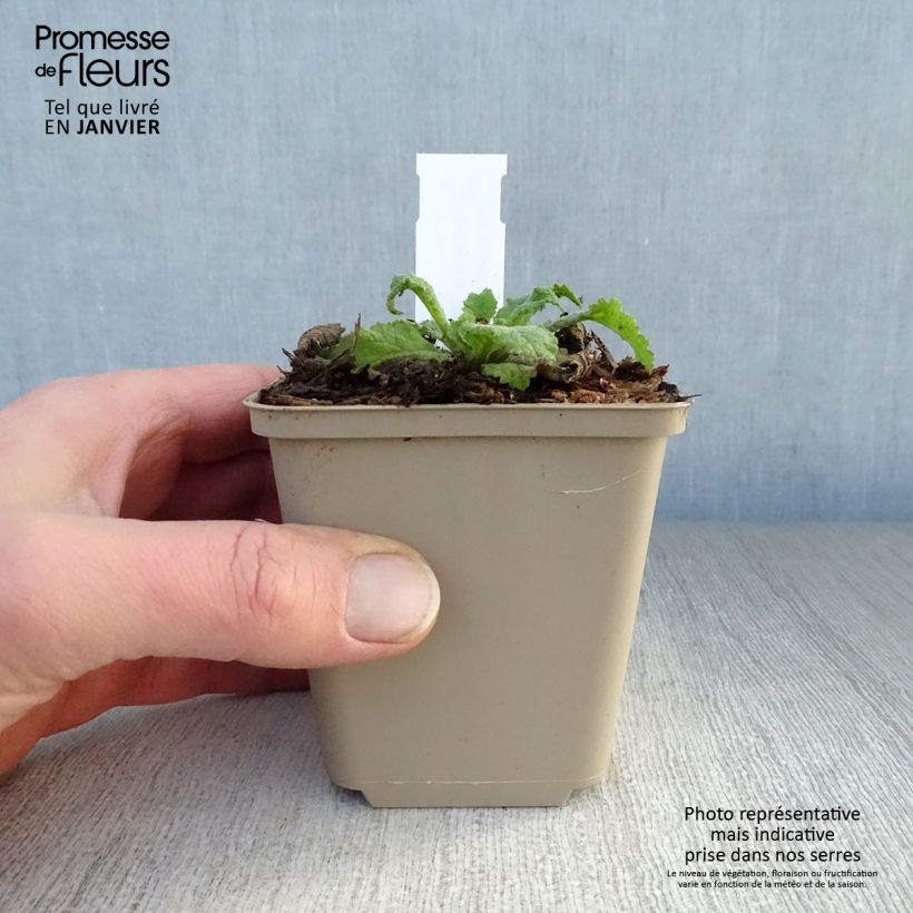 Exemplar von Verbascum Pink Domino - Königskerze Kleine Töpfe von 8/9 cm wie im Winter geliefert