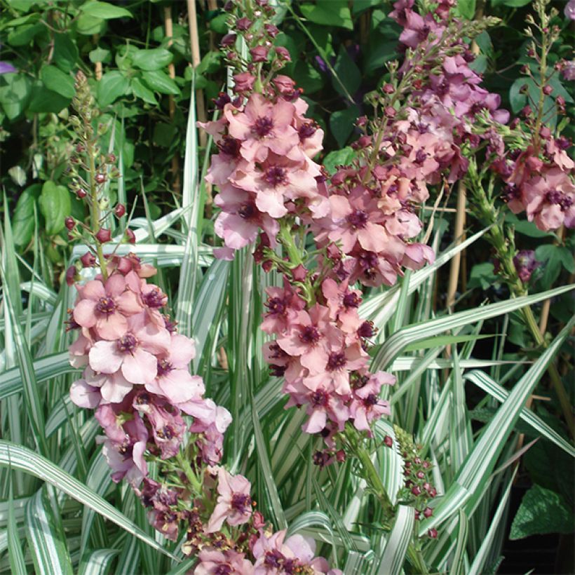 Verbascum Southern Charm - Königskerze (Flowering)