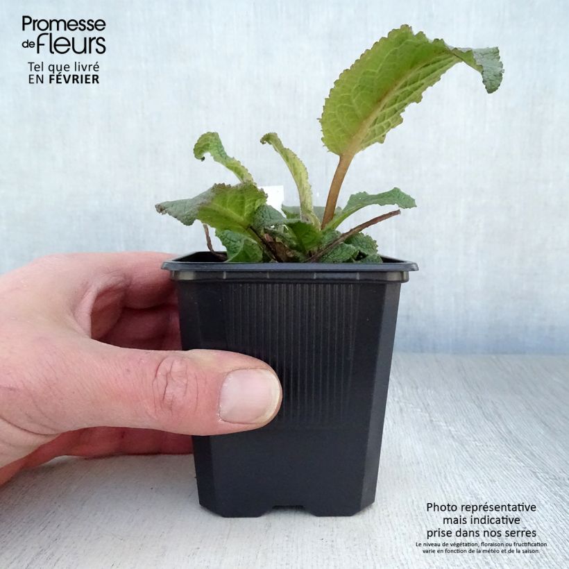 Example of Verbascum Southern Charm - Königskerze Kleine Töpfe von 8/9 cm as you get in hiver