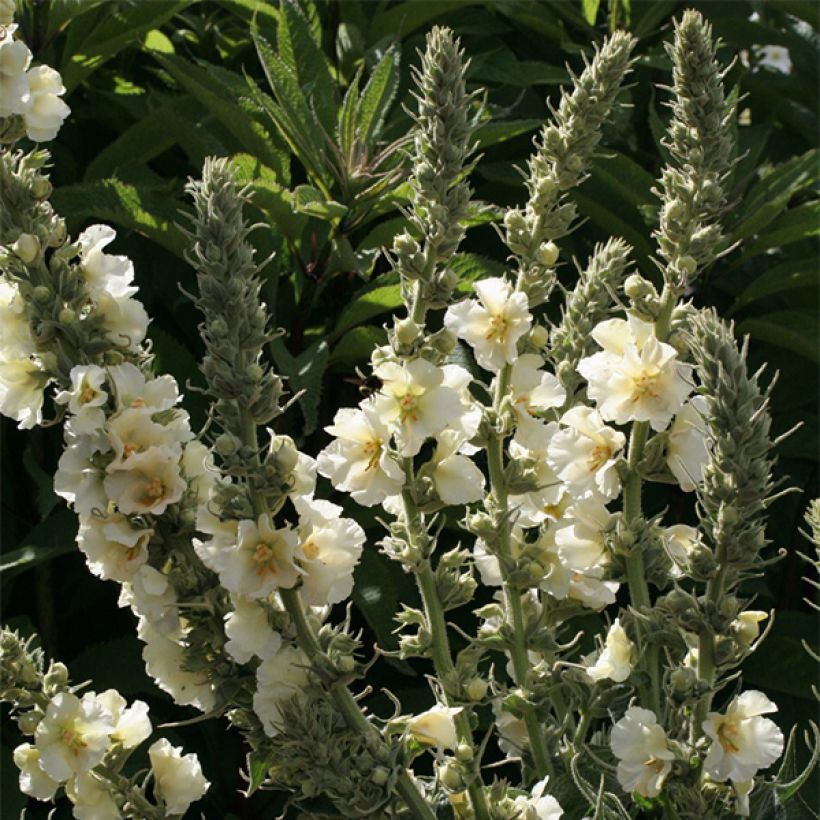 Verbascum phlomoides Spica - Filzige Königskerze (Flowering)