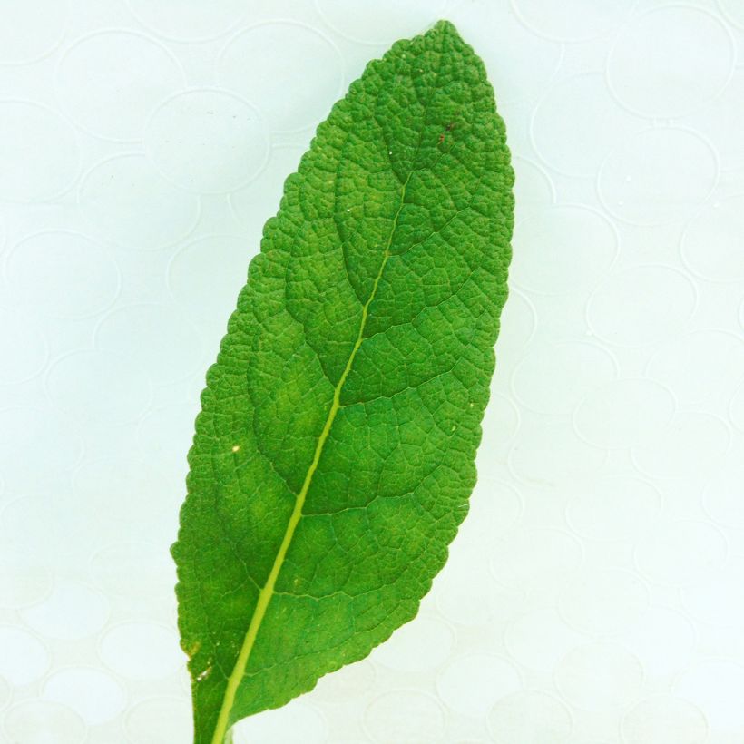 Verbascum phlomoides Spica - Filzige Königskerze (Foliage)
