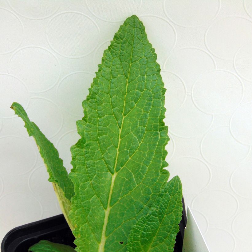 Verbascum phoeniceum Flush of White - Königskerze (Foliage)