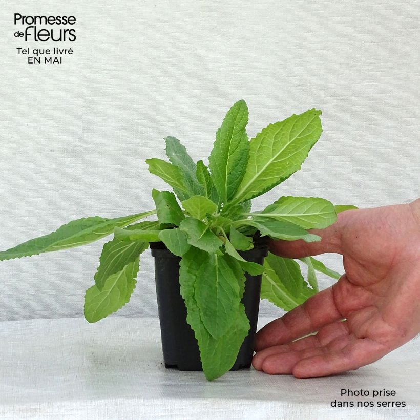 Exemplar von Verbascum phoeniceum Flush of White - Königskerze Kleine Töpfe von 8/9 cm wie im Frühjahr geliefert