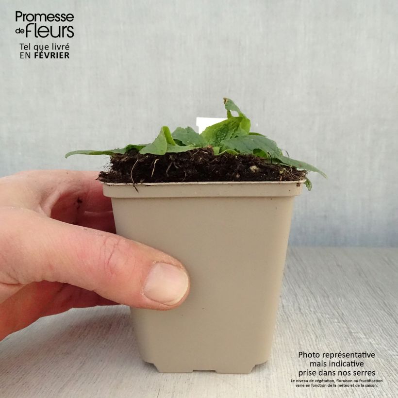 Exemplar von Verbascum phoeniceum Flush of White - Königskerze Kleine Töpfe von 8/9 cm wie im Winter geliefert