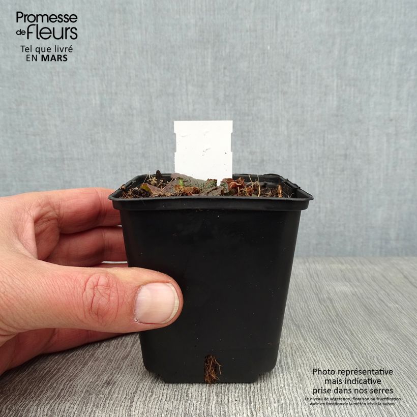 Exemplar von Verbascum phoeniceum Violetta - Violette Königskerze Kleine Töpfe von 8/9 cm wie im Winter geliefert