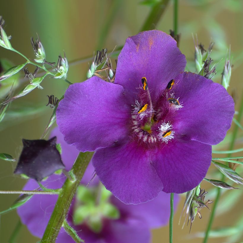 Verbascum phoeniceum Violetta - Violette Königskerze (Flowering)
