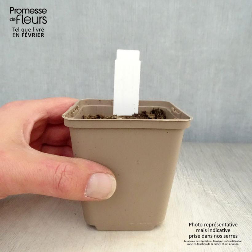 Exemplar von Verbascum thapsus - Kleinblütige Königskerze Kleine Töpfe von 8/9 cm wie im Winter geliefert