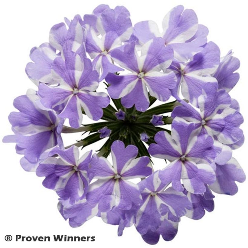 Verbene Virgo Lavender Star (Flowering)