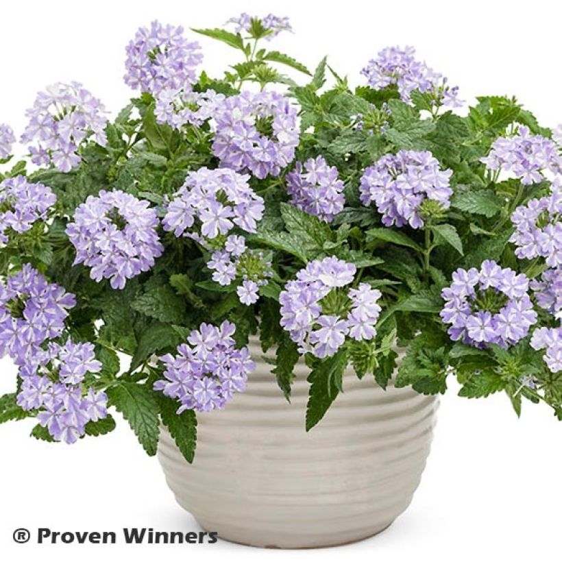 Verbene Virgo Lavender Star (Plant habit)