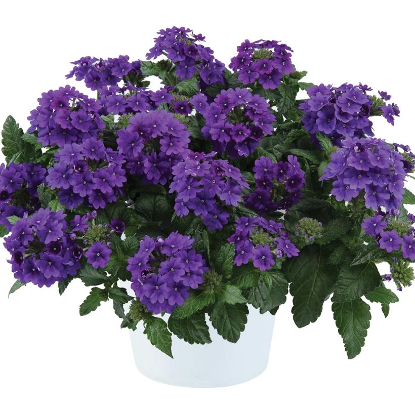 Verbene Virgo up Purple (Plant habit)