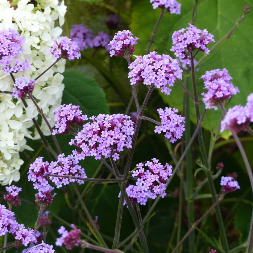 Verbena bonariensis Lollipop - Argentinisches Eisenkraut (Plant habit)