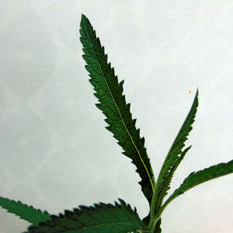 Verbena bonariensis Lollipop - Argentinisches Eisenkraut (Foliage)