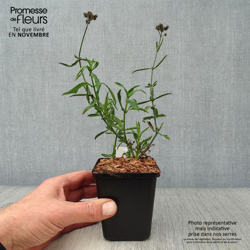 Example of Verbena bonariensis Lollipop - Argentinisches Eisenkraut Kleine Töpfe von 8/9 cm as you get in automne
