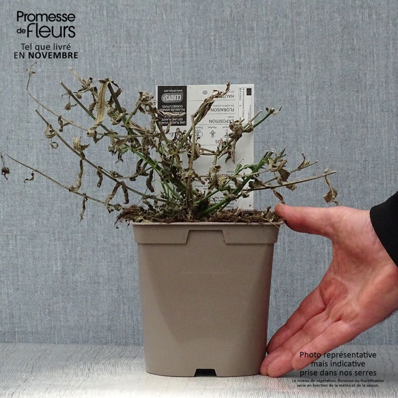 Example of Verbena bonariensis Lollipop - Argentinisches Eisenkraut Topf mit 2L/3L as you get in automne