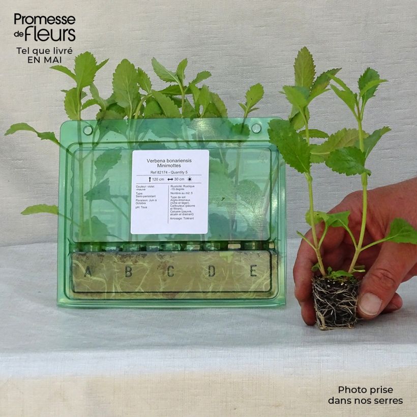 Example of Verbena bonariensis - Argentinisches Eisenkraut Mini-Plug Ø 3/4 cm as you get in printemps