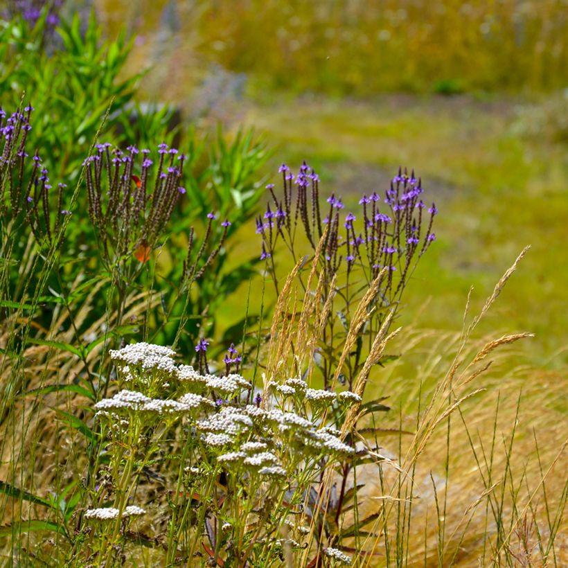Verbena hastata Blue Spires - Lanzen-Eisenkraut (Plant habit)