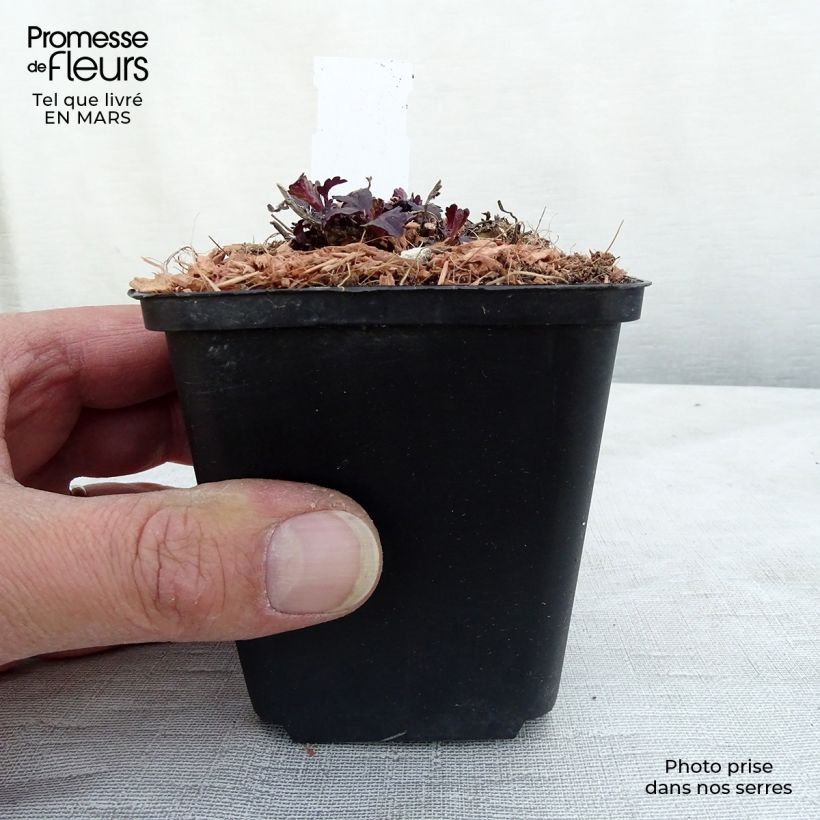 Exemplar von Echtes Eisenkraut Bampton - Verbena officinalis Kleine Töpfe von 8/9 cm wie im Frühjahr geliefert