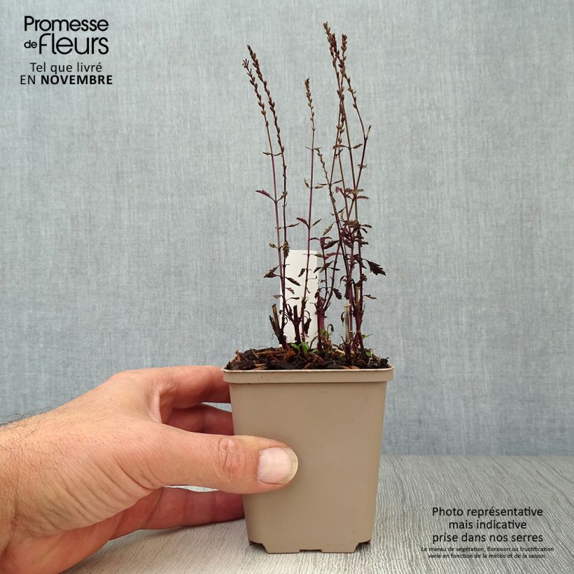 Example of Echtes Eisenkraut Bampton - Verbena officinalis Kleine Töpfe von 8/9 cm as you get in automne